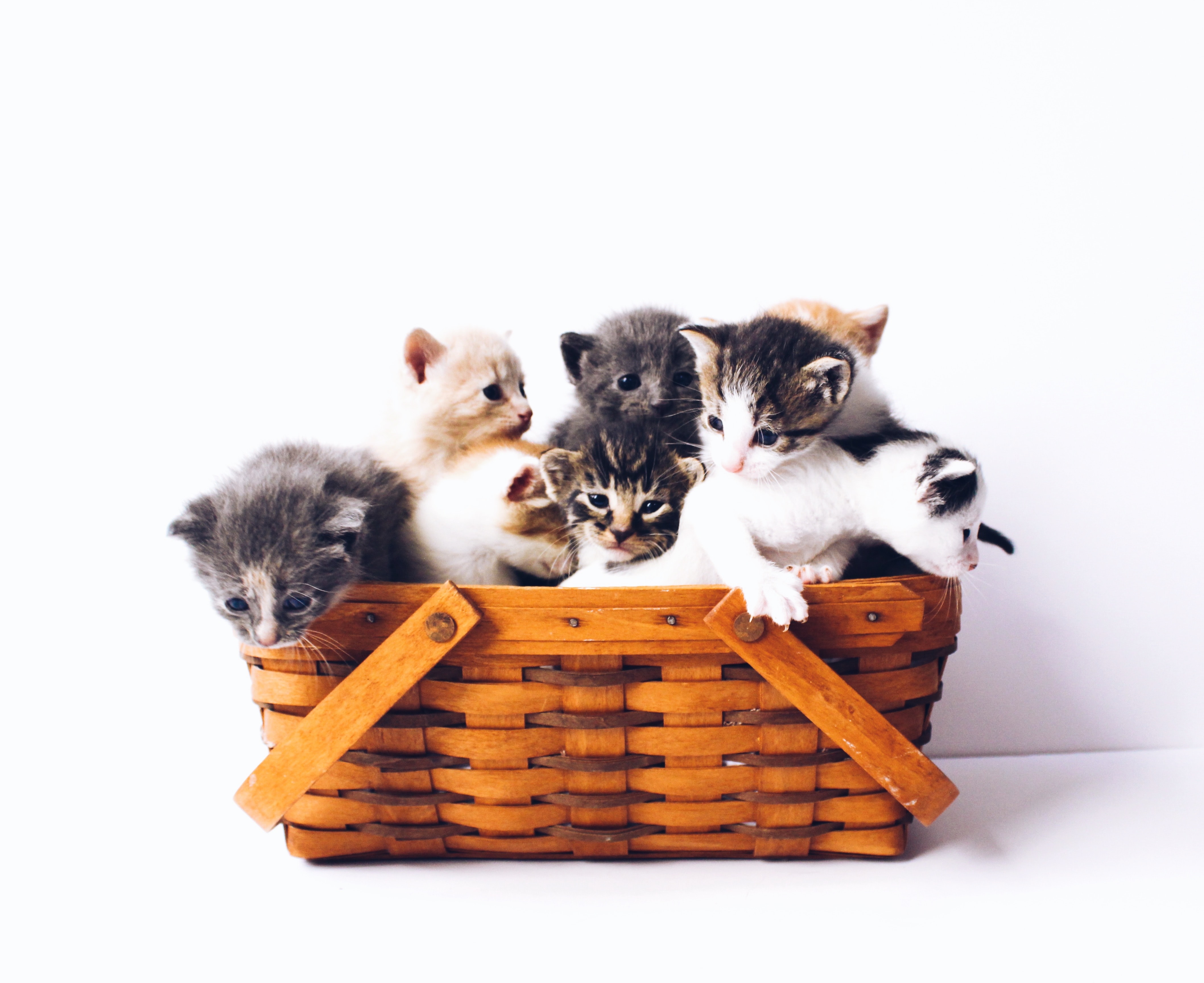 Several adorable little kittens in a basket